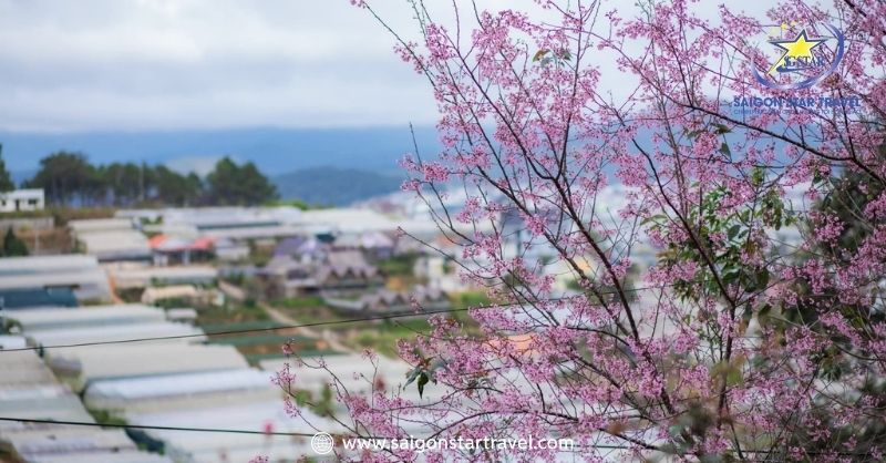 Đi Đà Lạt Mùa Nào Đẹp Nhất? Chi Tiết Các Mùa Nên Đi Du Lịch | Saigon Star Travel Những đường hoa anh đào rực rỡ khắp phố phường Đà Lạt