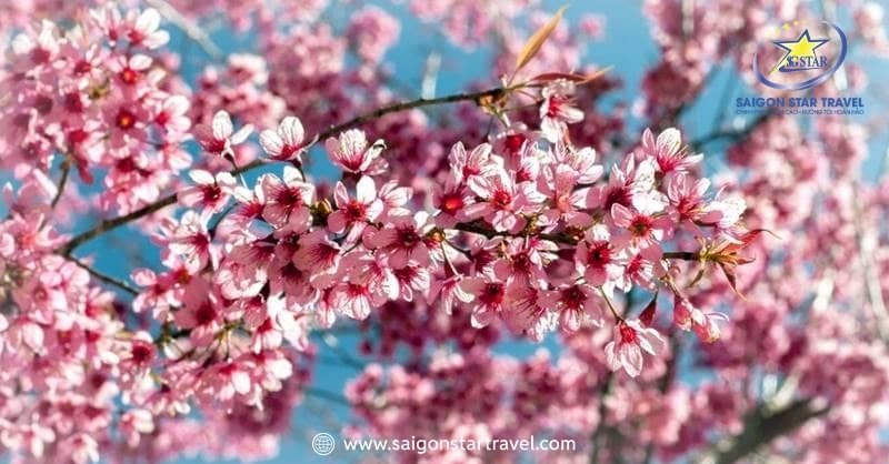 Đà Lạt Tháng 1 Có Gì? - Tháng Của Sự Sung Túc Của Mọi Nhà | Saigon Star Travel Đà Lạt tháng 1 có gì vui? - Tháng của mùa hoa anh đào