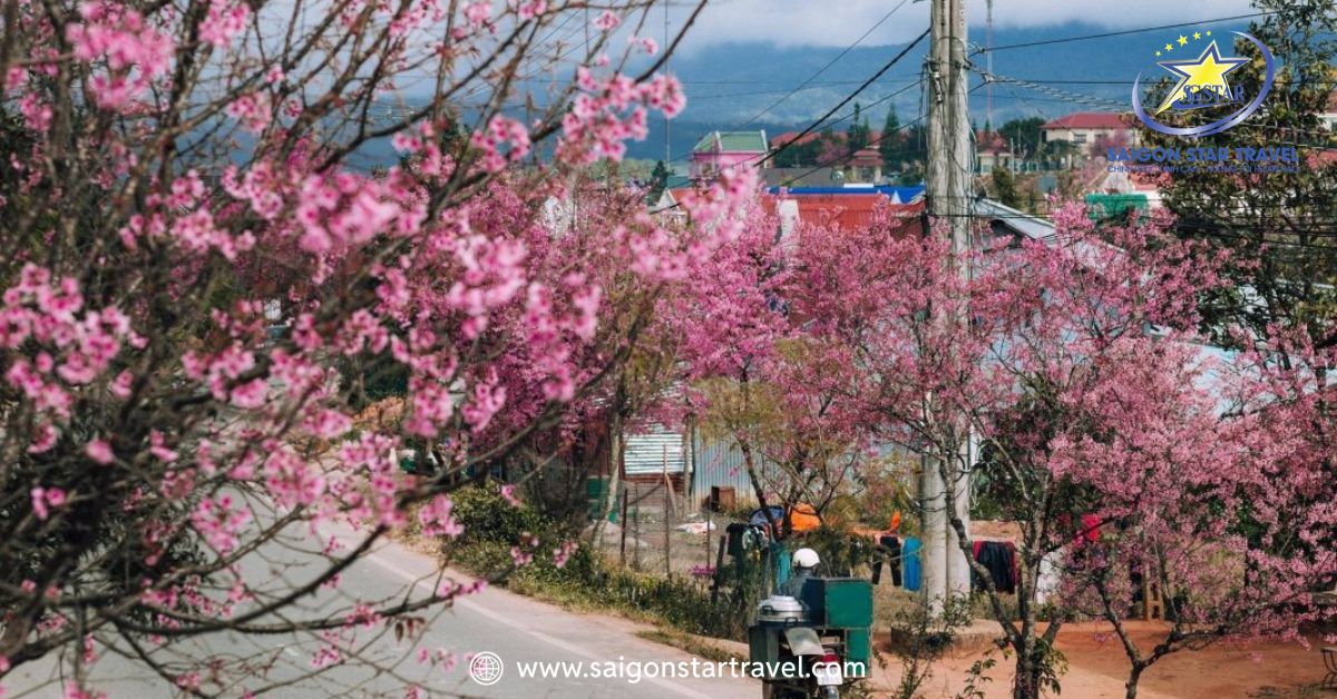 Hoa anh đào trên dốc Đá Quý