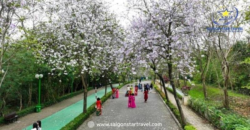 Đi Đà Lạt Mùa Nào Đẹp Nhất? Chi Tiết Các Mùa Nên Đi Du Lịch | Saigon Star Travel Tuyến đường Hoa Ban được du khách check-in nhiều nhất