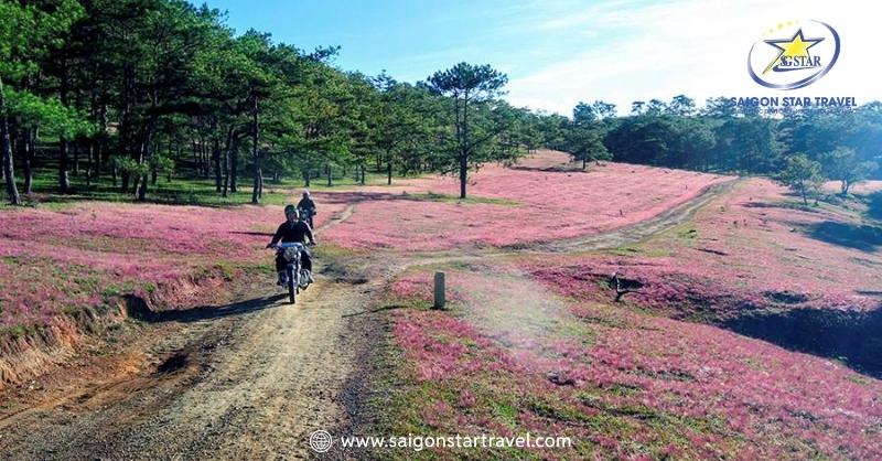 Đà Lạt Tháng 12 - Đến Và Trải Nghiệm Mùa Cuối Năm | Saigon Star Travel Đà Lạt tháng 12 có hoa gì? Hoa cỏ hồng