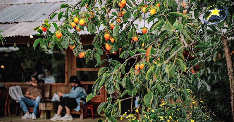 Khám phá mùa hồng chín