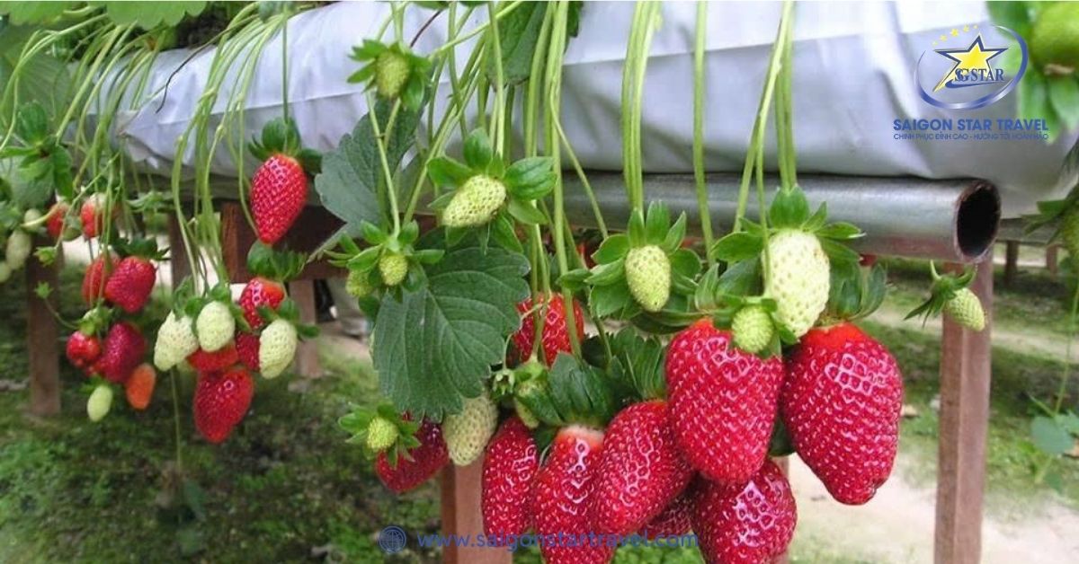 Khu vườn dâu tây Đà Lạt