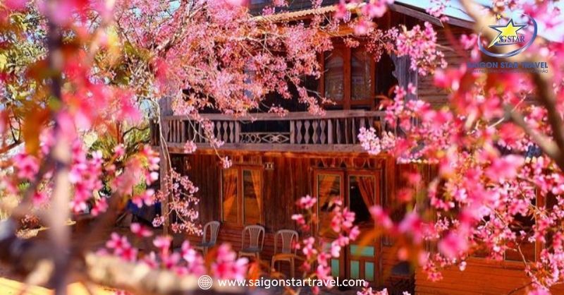 Vi Vu Du Lịch Ngắm Mùa Hoa Anh Đào Đà Lạt Tuyệt Đẹp | Saigon Star Travel Chia Sẻ Một Vài Kinh Nghiệm Đi Du Lịch Hoa Mai Anh Đào Đà Lạt