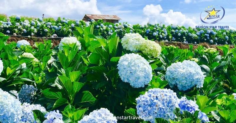 Vườn Hoa Cẩm Tú Cầu Đà Lạt Giữa Đại Ngàn Tây Nguyên | Saigon Star Travel Vài Lưu Ý Về Khách Sạn Khi Du Lịch Vườn Hoa Cẩm Tú Cầu