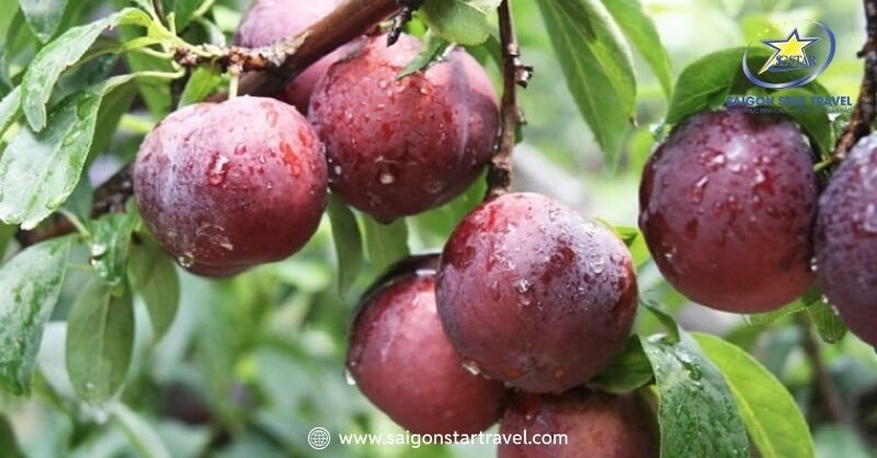 Đặc sản Đà Lạt - Hương Vị Riêng Của Thành Phố Ngàn Hoa | Saigon Star Travel Mận Đà Lạt làm nước ép hết sẩy "bà bảy"