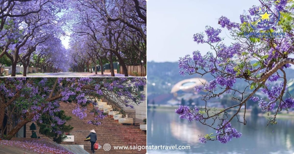 Hoa phượng tím mộng mơ khoe sắc khắp phố Đà Lạt