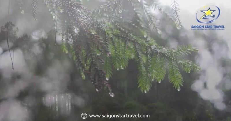 Du Lịch Đà Lạt Mùa Mưa Và Mẹo Vui Chơi Bất Chấp Thời Tiết | Saigon Star Travel Tháng 7 mới chính thức bước vào mùa mưa ở Đà Lạt