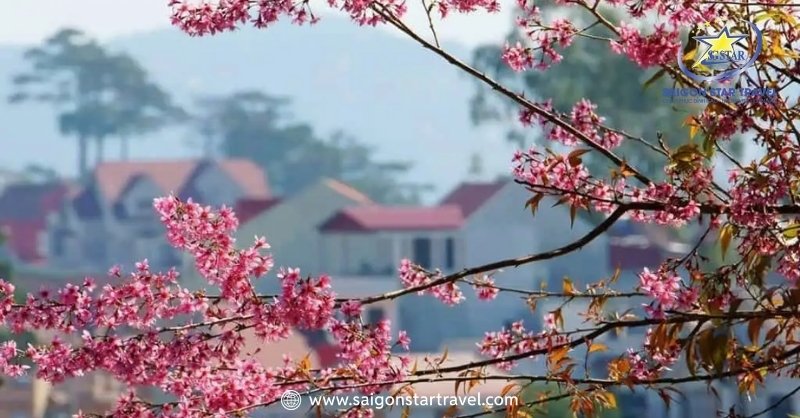Du Lịch Đà Lạt Mùa Xuân – Khám Phá Đà Lạt Tràn Sức Sống | Saigon Star Travel Màu xuân ở Đà Lạt được chiêm ngưỡng vẻ đẹp rực rỡ của thành phố trong không khí mừng năm mới