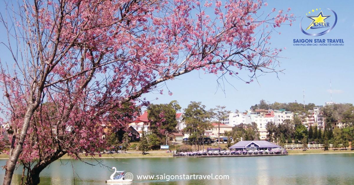 Ngắm hoa anh đào Đà Lạt