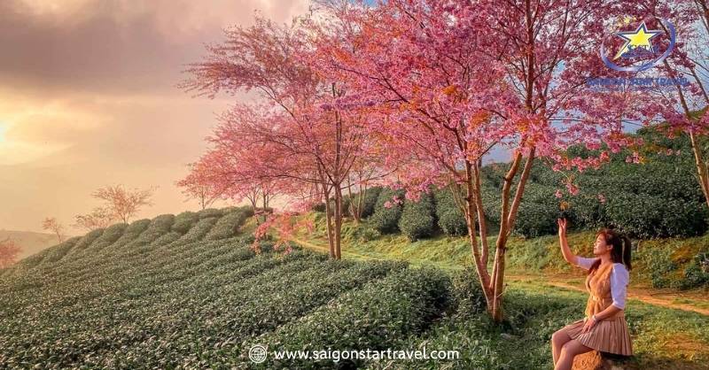 Du Lịch Đà Lạt Mùa Xuân – Khám Phá Đà Lạt Tràn Sức Sống | Saigon Star Travel Hoa xuân ở Đà Lạt tràn sức sống