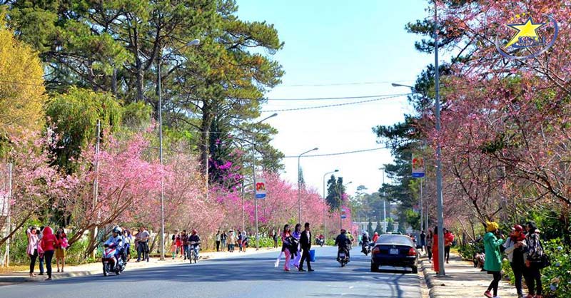 Những Gợi Ý Cho Chuyến Du lịch Đà Lạt Tết 2024 | Saigon Star Travel Ngắm mai anh đào rực rỡ trên đường phố Đà Lạt