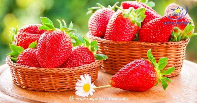 Hướng Dẫn Mua Dâu Tây Đà Lạt Với Hương Vị Tuyệt Vời | Saigon Star Travel Cách phân biệt dâu tây Đà Lạt "fake" và chất lượng