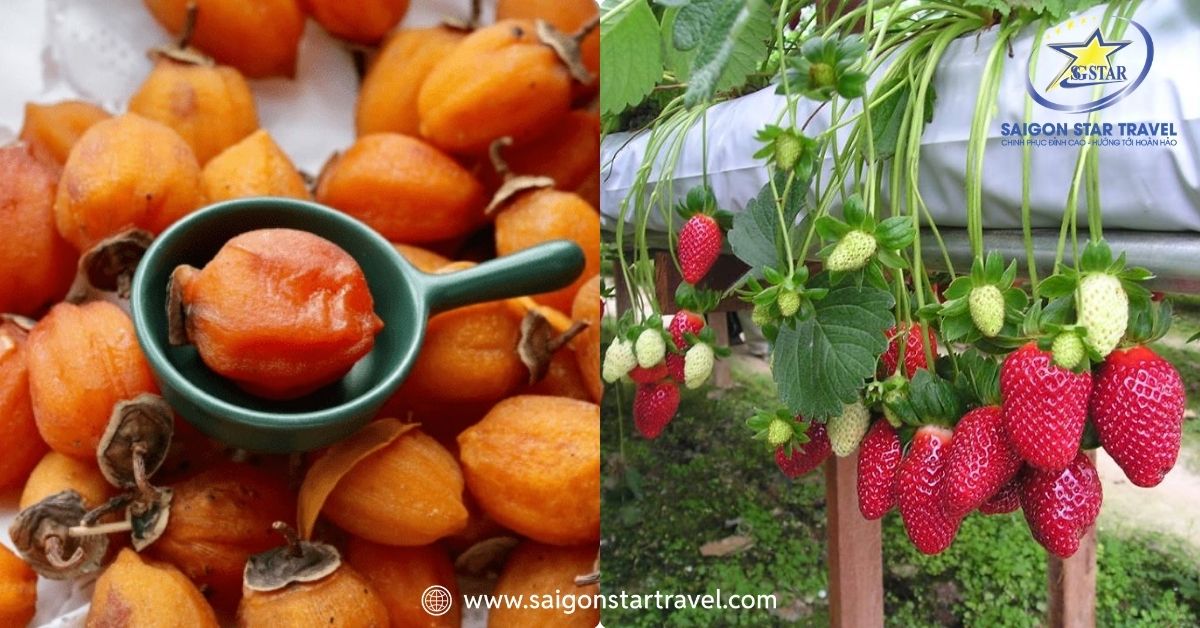 Nhận biết hồng treo gió và dâu tây Đà Latj hàng chuẩn