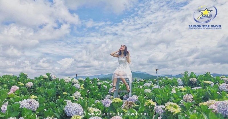 Vườn Hoa Cẩm Tú Cầu Đà Lạt Giữa Đại Ngàn Tây Nguyên | Saigon Star Travel Phối Đồ Chụp Ảnh Vườn Cẩm Tú Cầu Đà Lạt