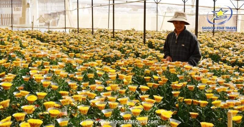 Làng Hoa Vạn Thành – Nét Đặc Trưng Của Thành Phố Đà Lạt | Saigon Star Travel Được Tham Quan Trang Trại Nông Sản