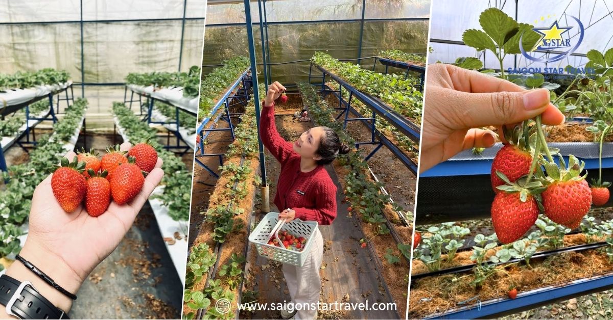 Tham quan Vườn dâu & Trải nghiệm hái dâu