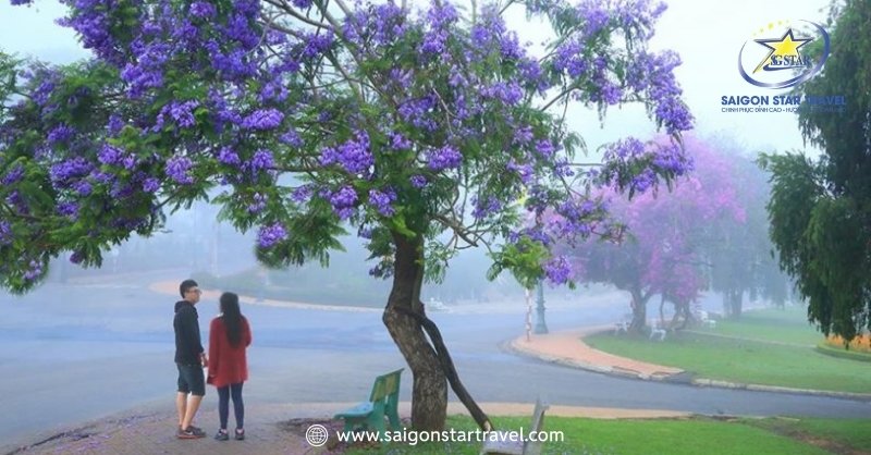 Đà Lạt Tháng 3 Có Gì Chơi Và Những Điều Hấp Dẫn? | Saigon Star Travel Thời tiết Đà Lạt tháng 3 có sương mờ lúc sáng sớm - Tháng 3 Đà Lạt có lạnh không?