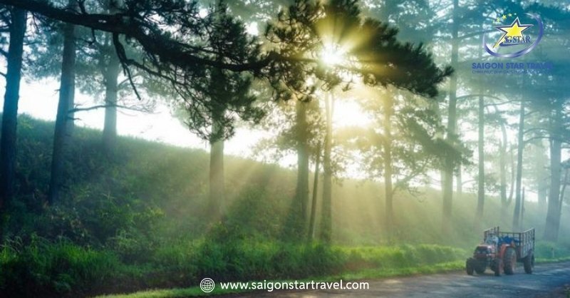 Đà Lạt Tháng 4 - Chiêm Ngưỡng Vẻ Đẹp Các Loài Hoa Sắc Tím | Saigon Star Travel Thời tiết Đà Lạt tháng 4 dịu dàng như thế đấy (Đà Lạt tháng 4 có mưa không)