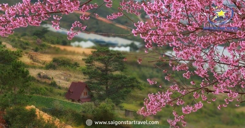 Du Lịch Đà Lạt Mùa Xuân – Khám Phá Đà Lạt Tràn Sức Sống | Saigon Star Travel Mùa xuân Đà Lạt trong khoảng 15-19 độ C