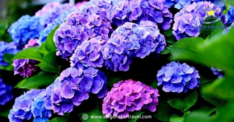 Vườn Hoa Cẩm Tú Cầu Đà Lạt Giữa Đại Ngàn Tây Nguyên | Saigon Star Travel Thung lũng cẩm tú cầu Trại Mát Đà Lạt
