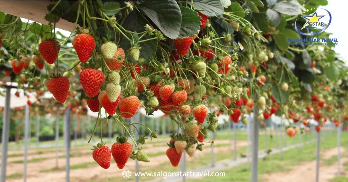 Trải nghiệm hái và mua dâu tại các vườn dâu tại Thành phố Đà Lạt