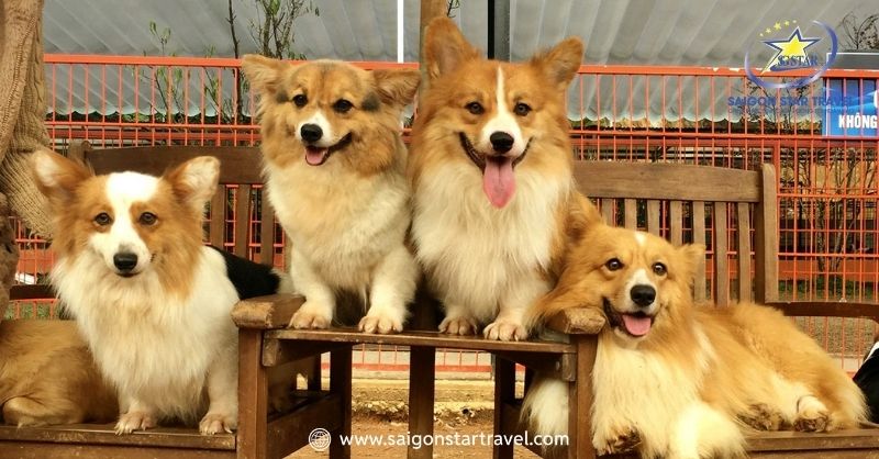 Puppy Farm Đà Lạt - Thiên Đường Của Những Chú Chó | Saigon Star Travel Nông trại cún Đà Lạt thu hút đông đảo du khách
