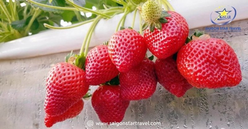 Hướng Dẫn Mua Dâu Tây Đà Lạt Với Hương Vị Tuyệt Vời | Saigon Star Travel Biofresh Dalat - Vườn Dâu Nổi Tiếng Sạch, Ngon