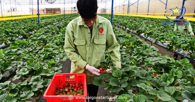 Du Lịch Nhà Vườn Đà Lạt Góc Nhìn Mới Về Thành Phố Hoa | Saigon Star Travel Tham quan du lịch nhà vườn Đà Lạt ở vườn dâu sạch 100% ở Đà Lạt - Nhà vườn Đà Lạt đẹp