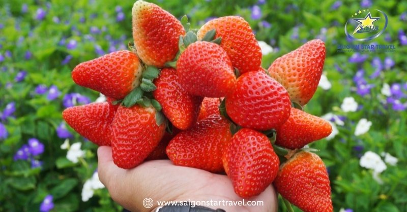 Vườn dâu chín mọng tại vườn