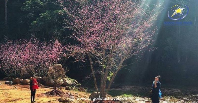 Hoa Sơn Điền Trang – Thiên Đường Sống Ảo Triệu Like | Saigon Star Travel Vườn hoa anh đào được lấy cảm hứng từ Nhật