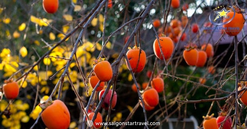 Đà Lạt Tháng 11 Gây Thương Nhớ, Như "Người Tình Thứ 2" | Saigon Star Travel Tham quan và nếm thử những vườn hồng chín mọng và thơm nức