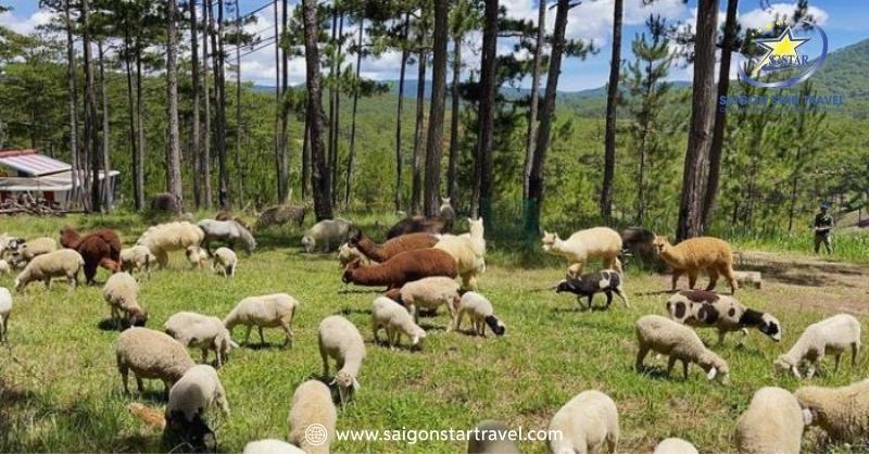 Du Lịch Trại Mát Đà Lạt - Bỏ Túi Kinh Nghiệm Mới Nhất 2025 | Saigon Star Travel Khu vườn thu hút rất nhiều du khách yêu thích động vật