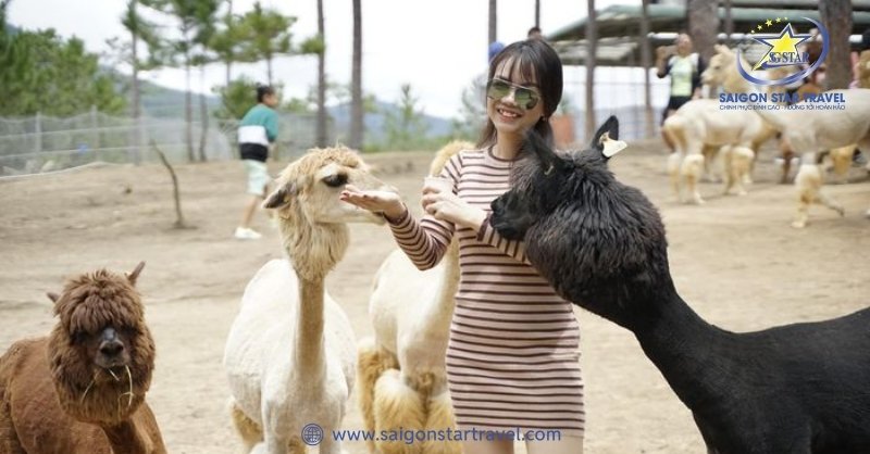 Đà Lạt Tháng 1 Có Gì? - Tháng Của Sự Sung Túc Của Mọi Nhà | Saigon Star Travel Sở thú Zoodoo cách trung tâm khoảng 30km (đi Đà Lạt tháng 1 có gì vui?)