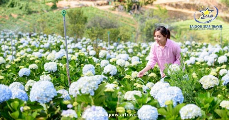 Vườn Hoa Cẩm Tú Cầu Đà Lạt Giữa Đại Ngàn Tây Nguyên | Saigon Star Travel Mỗi một ý nghĩa trên những màu sắc khác nhau tạo nên một bức tranh hoàn chỉnh của cuộc sống
