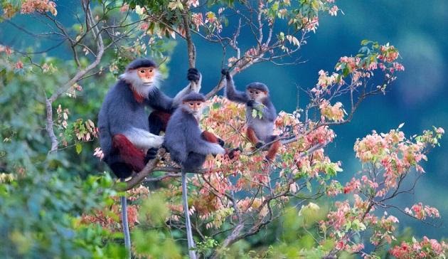 Tour du lịch Đà Nẵng - Bán đảo Sơn Trà 3 ngày 2 đêm đầy hấp dẫn | Saigon Star Travel Du lich da nang 3