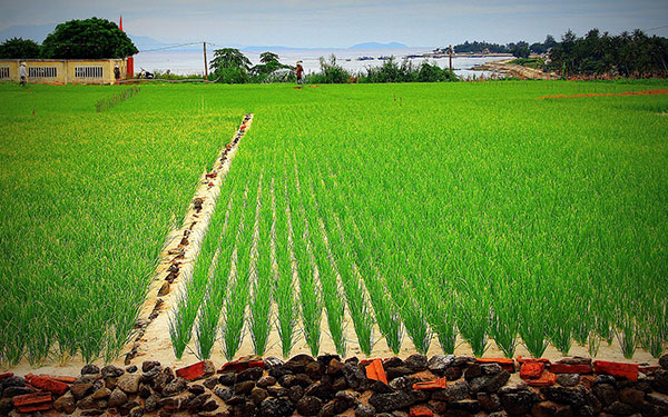 Du lịch Lý Sơn có gì hấp dẫn? | Saigon Star Travel du-lich-dao-ly-son-056-6