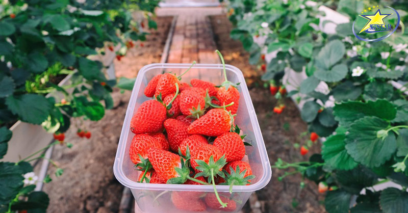 Tour Du Lịch Tết Hàn Quốc 4 Ngày 4 Đêm | Seoul - Đảo Nami - Lotte World | Saigon Star Travel Trải nghiệm hái dâu đảo Nami - Tour du lịch Tết Hàn Quốc 4 ngày 4 đêm