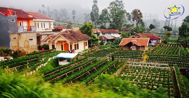 Tour Du Lịch Indonesia 4 Ngày 3 Đêm - Jakarta Bandung | Saigon Star Travel Khám phá Vườn dâu tây ở Bandung và tận tay hái thưởng thức