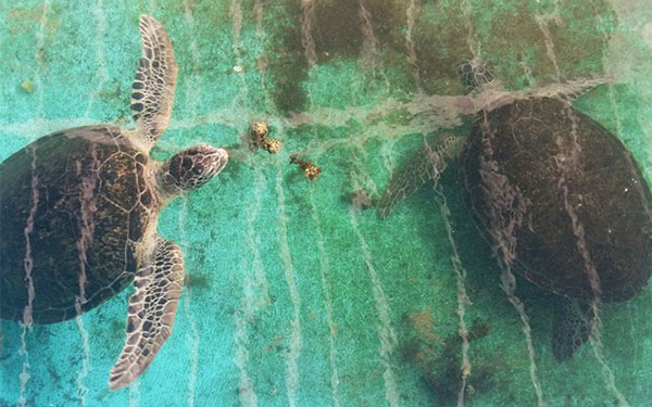 Du lịch khám phá Hang Rái - thác nước trên biển ở Ninh Thuận | Saigon Star Travel du-lich-kham-pha-hang-rai-tuyet-dep-ninh-thuan-3