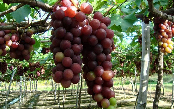 Du lịch khám phá Hang Rái - thác nước trên biển ở Ninh Thuận | Saigon Star Travel du-lich-kham-pha-hang-rai-tuyet-dep-ninh-thuan-5