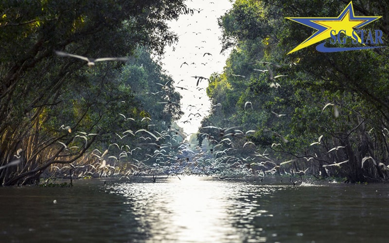 Du lịch miền Tây nên đi tỉnh nào – Khám phá địa điểm đẹp nhất miền Tây | Saigon Star Travel Chợ nổi Cái Bè - Khám phá sông nước Tiền Giang