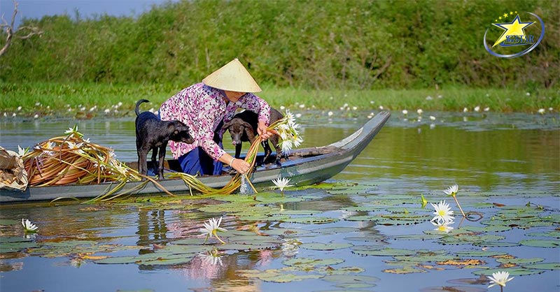 Kinh nghiệm Du lịch miền Tây chi tiết từ A đến Z | Saigon Star Travel Người dân thu hoạch bông súng vào mùa nước nổi