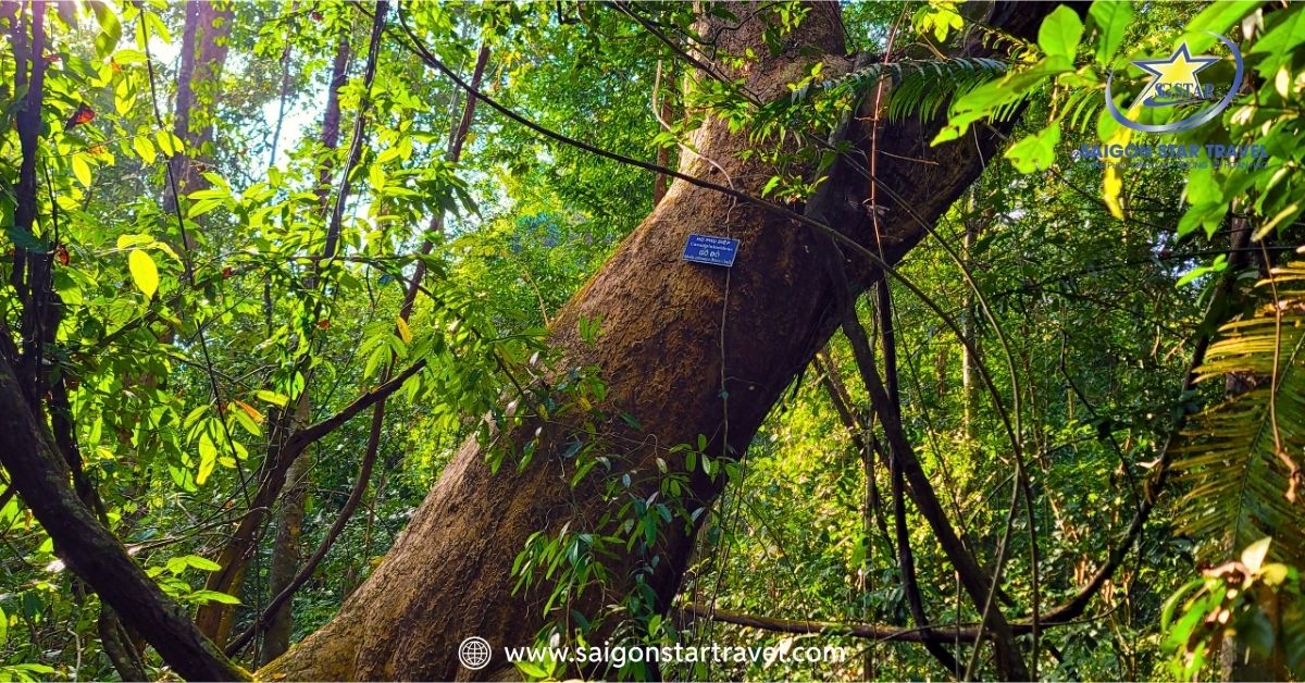 Cây Gõ Bác Đồng