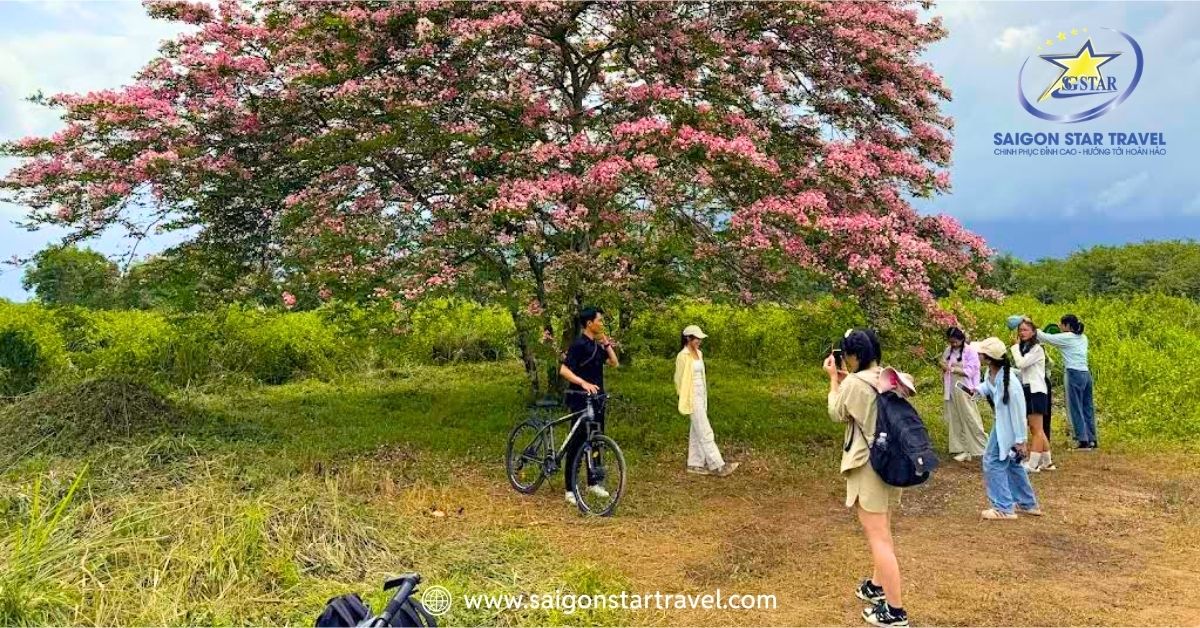 Check-in Rừng Bằng Lăng