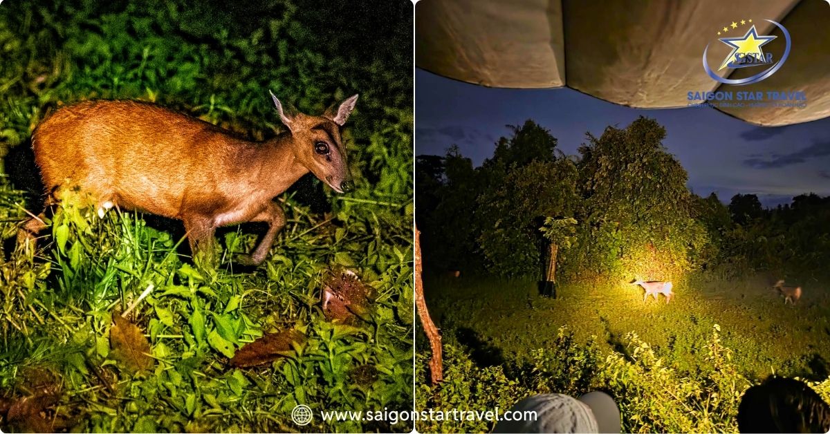 Khám phá cuộc sống hoang dã về đêm