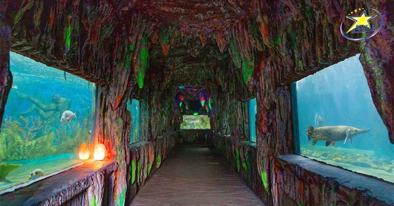 Khám phá 3 Thủy cung Nha Trang đẹp & thú vị nhất | Saigon Star Travel Tham quan bên trong Thuỷ cung Trí Nguyên