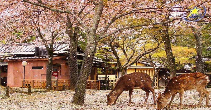 Tour Nhật Bản 5N5Đ | Osaka - Shirakawa Go - Fuji - Tokyo | Saigon Star Travel Thăm những chú hươu thân thiện ở công viên Nara