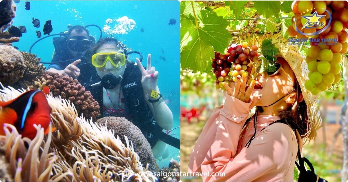 Lặn ngắm san hô và hái nho tại vườn