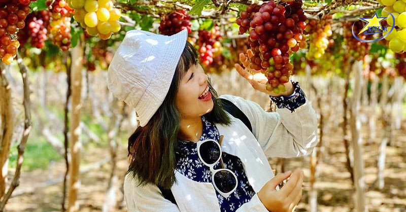 Du lịch 3 Ngày 2 Đêm Tết Nguyên Đán - Nên đi đâu? | Saigon Star Travel Tham quan Vườn Nho Ninh Thuận